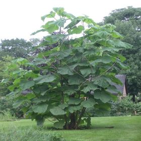 Tüplü Mor Çiçekli 40-60 cm Yoğun Kokulu Paulownia Ağacı Fidanı