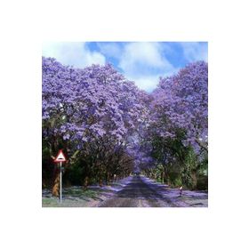 Tüplü Mor Çiçekli 40-60 cm Yoğun Kokulu Paulownia Ağacı Fidanı