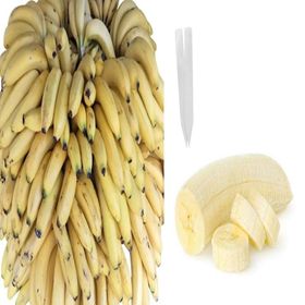 Tüplü Musa Cavendish Muz Fidanı