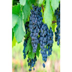 Tüplü Orta Geçci Kokulu Şaraplık Merlot Üzüm Asma-Bağ Fidanı