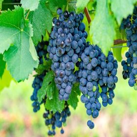 Tüplü Orta Geçci Kokulu Şaraplık Merlot Üzüm Asma-Bağ Fidanı