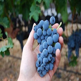Tüplü Orta Geçci Kokulu Şaraplık Merlot Üzüm Asma-Bağ Fidanı