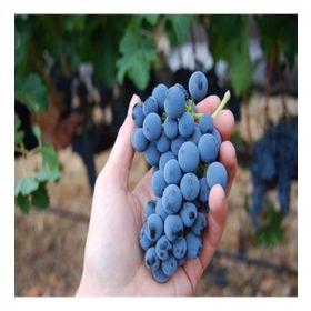 Tüplü Orta Geçci Kokulu Şaraplık Merlot Üzüm Asma-Bağ Fidanı