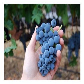 Tüplü Orta Geçci Kokulu Şaraplık Merlot Üzüm Asma-Bağ Fidanı