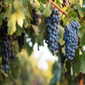 Tüplü Orta Geçci Verimli Şaraplık Syrah Şiraz Üzüm Asma-Bağ Fidanı