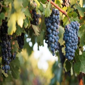 Tüplü Orta Geçci Verimli Şaraplık Syrah Şiraz Üzüm Asma-Bağ Fidanı