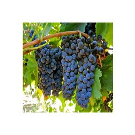 Tüplü Orta Geçci Verimli Şaraplık Syrah Şiraz Üzüm Asma-Bağ Fidanı