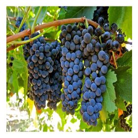 Tüplü Orta Geçci Verimli Şaraplık Syrah Şiraz Üzüm Asma-Bağ Fidanı