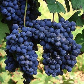 Tüplü Orta Geçci Verimli Şaraplık Syrah Şiraz Üzüm Asma-Bağ Fidanı