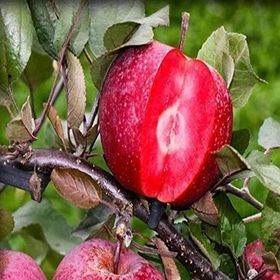 Tüplü Özel Üretim İçi ve Dışı Kırmızı Elma Fidanı