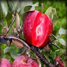 Tüplü Özel Üretim İçi ve Dışı Kırmızı Elma Fidanı