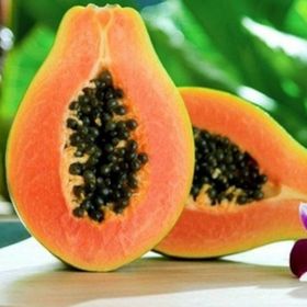 Tüplü Papaya(Ağaç Kavunu) Fidanı