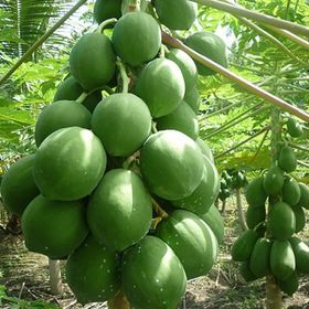 Tüplü Papaya(Ağaç Kavunu) Fidanı