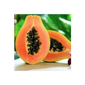 Tüplü Papaya(Ağaç Kavunu) Fidanı