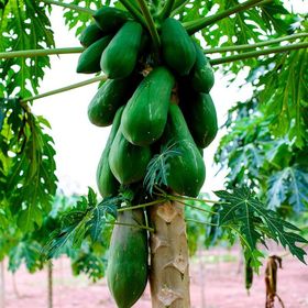 Tüplü Papaya(Ağaç Kavunu) Fidanı
