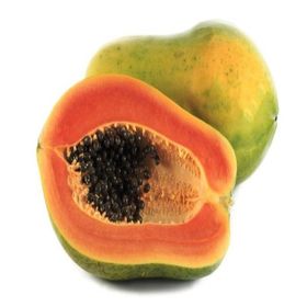Tüplü Papaya(Ağaç Kavunu) Fidanı