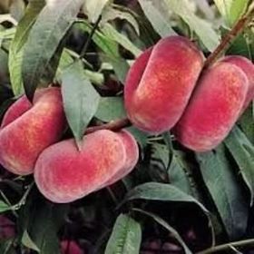 Tüplü Paraguaya Basık Yassı Şeftali Fidanı