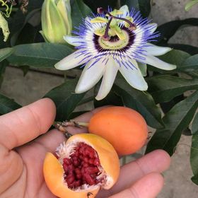 Tüplü Pasiflora Edulis Maruçya Fidanı