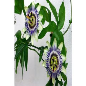 Tüplü Pasiflora Edulis Maruçya Fidanı