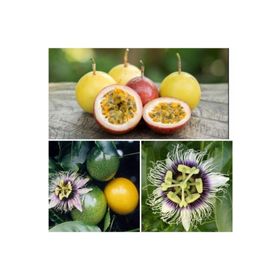 Tüplü Pasiflora Edulis Maruçya Fidanı