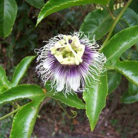 Tüplü Pasiflora Edulis Maruçya Fidanı