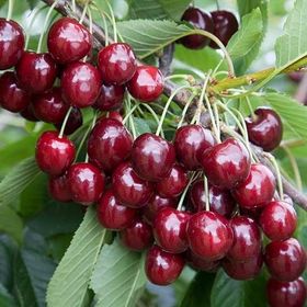 Tüplü Regina Reggina Kiraz Fidanı