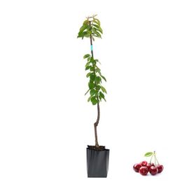 Tüplü Regina Reggina Kiraz Fidanı