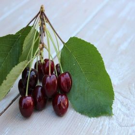 Tüplü Regina Reggina Kiraz Fidanı