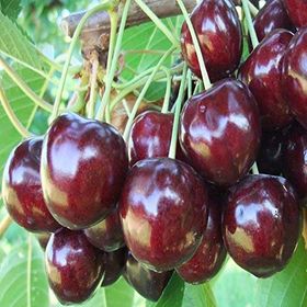 Tüplü Regina Reggina Kiraz Fidanı