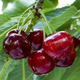 Tüplü Regina Reggina Kiraz Fidanı