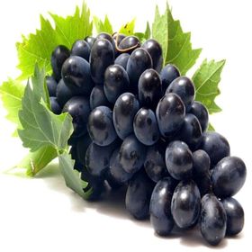 Tüplü Ribol Üzüm Fidanı