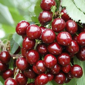 Tüplü Saksılı Yarı Bodur Sweet Heart Kiraz Fidanı