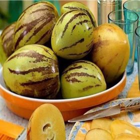 Tüplü Salkım Meyveli Pepino Fidanı