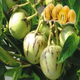 Tüplü Salkım Meyveli Pepino Fidanı