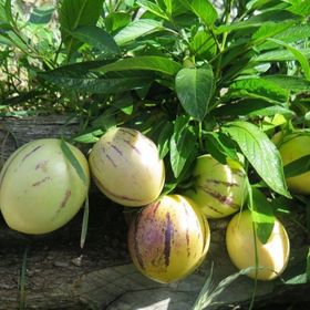 Tüplü Salkım Meyveli Pepino Fidanı