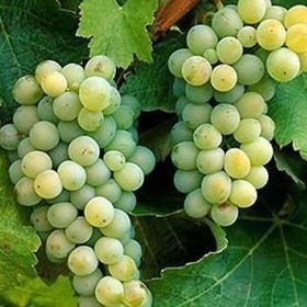 Tüplü Sauvignon Blanc Üzüm((Asma-Bağ) Fidanı