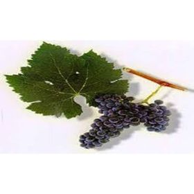 Tüplü Sauvignon Blanc Üzüm((Asma-Bağ) Fidanı