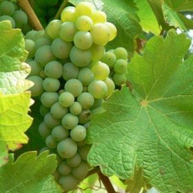 Tüplü Sauvignon Blanc Üzüm((Asma-Bağ) Fidanı