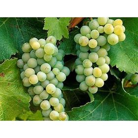 Tüplü Sauvignon Blanc Üzüm((Asma-Bağ) Fidanı