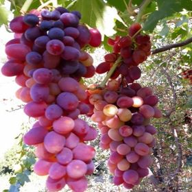 Tüplü Siirt Yüksek Aromalı Tayfi Üzüm Fidanı