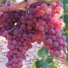 Tüplü Siirt Yüksek Aromalı Tayfi Üzüm Fidanı