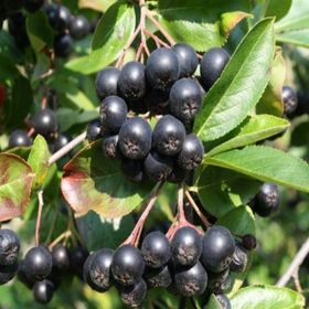 Tüplü Siyah Aronia Chokeberry Fidanı