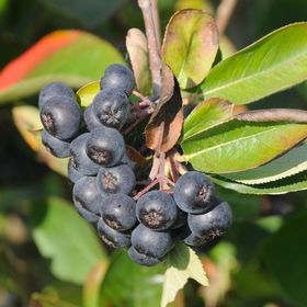 Tüplü Siyah Aronia Chokeberry Fidanı