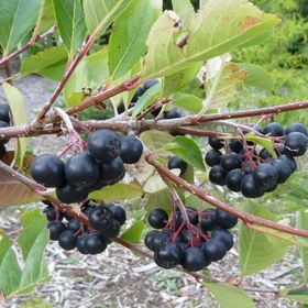 Tüplü Siyah Aronia Chokeberry Fidanı