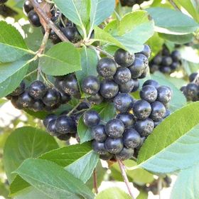 Tüplü Siyah Aronia Chokeberry Fidanı