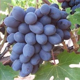 Tüplü Sofralık Horoz Karası Üzüm Asma-Bağ Fidanı