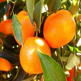 Tüplü Soğuklara Dayanıklı Yarı Bodur Geleneksel Kokulu Bodrum Mandalinası Fidanı