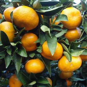 Tüplü Soğuklara Dayanıklı Yarı Bodur Geleneksel Kokulu Bodrum Mandalinası Fidanı
