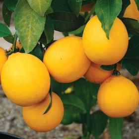 Tüplü Soğuklara Dayanıklı Yarı Bodur Mayer Limon Fidanı