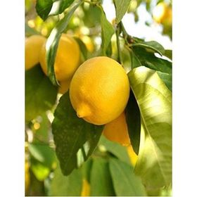 Tüplü Soğuklara Dayanıklı Yarı Bodur Mayer Limon Fidanı